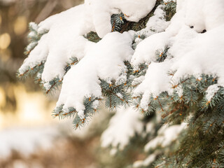 green fir branches in winter covered with snow