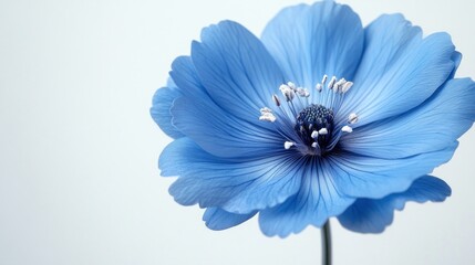 Wall Mural - Delicate Blue Flower