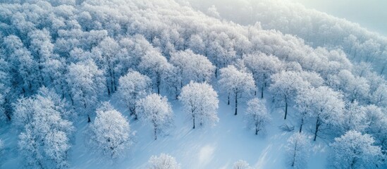 Poster - Winter Wonderland: Aerial View of a Snow-Covered Forest