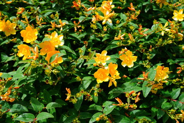 Yellow flowers of St John Wort (Hypericum) in bloom