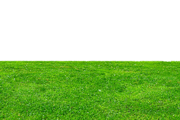 green grass isolated on white