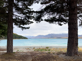 tree on the shore