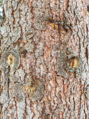 Bark texture and background of a old fir tree trunk. Detailed bark texture. Natural background