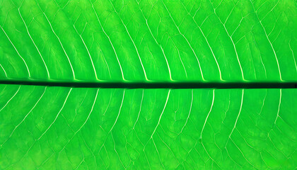 Close-up of green leaf showcasing natural beauty