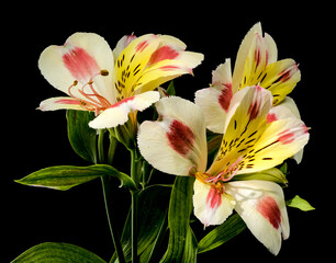 Wall Mural - Blooming white-pink Alstroemeria Rebecca on a black background