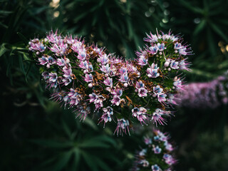 Sticker - Spring flowers in the garden