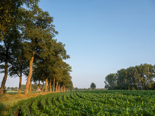 corn field in dutch achterhoek near doetinchem under blue summer sky