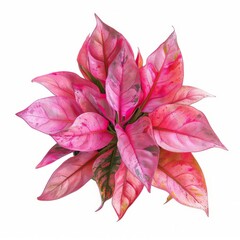 Wall Mural - Beautiful pink Aglaonema plants isolated on white, top view. House decor