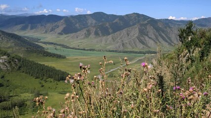 Wall Mural - View on Altai valley from mountain pass Chike-Taman. Cirsium ( plume thistles ) bushes are on foreground.