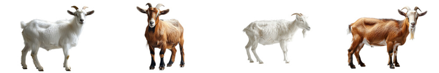 Wall Mural - A high-quality image of a goat, emphasizing its agility and domestic nature.