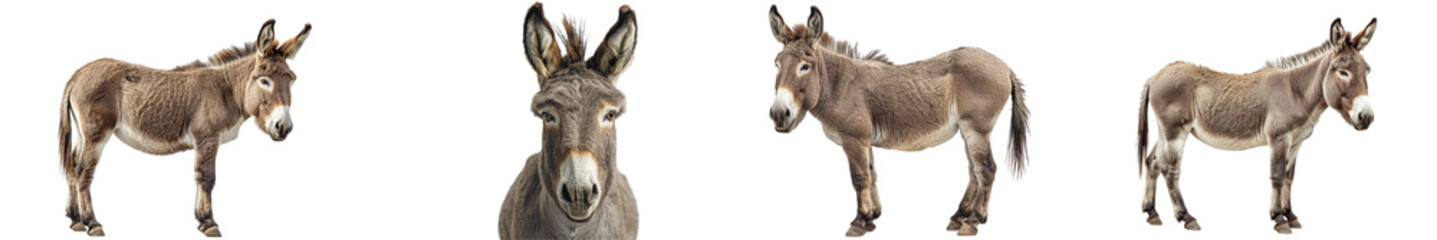 Wall Mural - A high-quality image of a donkey, emphasizing its endurance and domestic nature.