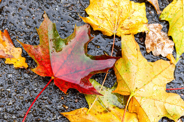 Wall Mural - Colorful fallen maple leaves lay on wet asphalt road