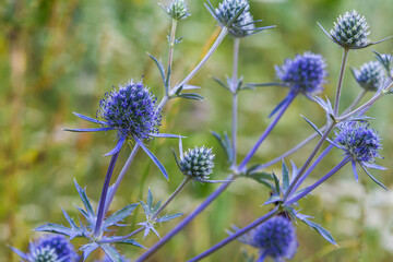 Wall Mural - Eryngium Planum Or Blue Sea Holly - Flower Growing On Meadow. Wild Herb Plants