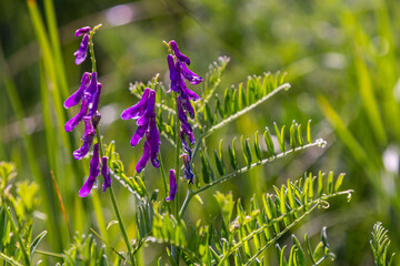 Wall Mural - Vetch, vicia cracca valuable honey plant, fodder, and medicinal plant. Fragile purple flowers background. Woolly or Fodder Vetch blossom in spring garden