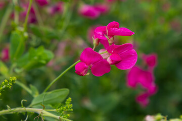 Wall Mural - Vicia sativa flowers are blooming in the field