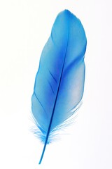 Canvas Print - Blue feather on white