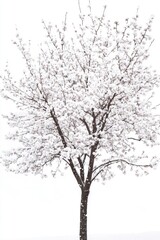 Canvas Print - Snowy Tree in Field