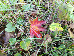 first autumn leaves on green grass in the park. autumn nature with fallen leaves on a sunny day. colorful red maple leaves. beauty in nature. walks in an autumn park or forest