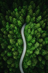 Wall Mural - winding road through a lush green forest