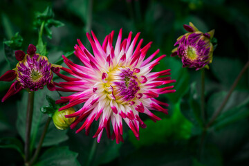 Wall Mural - Beautiful dhalia flowers growing in the autumn garden