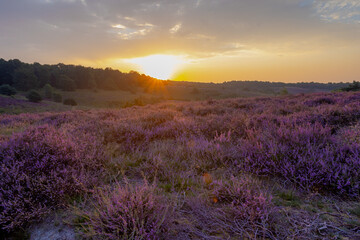 Nature landscape, The flowering Calluna vulgaris (heather, ling, or simply heather) on slope, Purple flowers on the hill side field, Posbank, Veluwezoom National Park, Rheden, Gelderland, Netherlands.