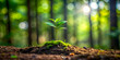 © suwatthana - Timelapse shot of seedling growing into young tree in forest clearing, timelapse, seedling, growth, young tree