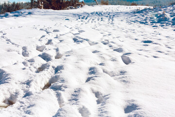 Winter landscape with snow forest and footpath