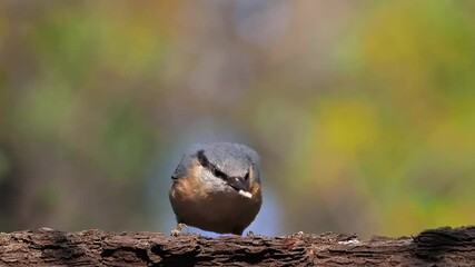 Poster - Nuthatch searches for seeds on tree bark, slow motion