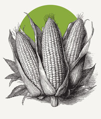 Wall Mural - Vintage engraving of bunch of maize