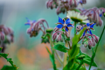 Beautiful flowers growing in the autumn garden