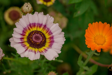 Beautiful flowers growing in the autumn garden