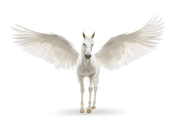 Poster - White Pegasus horse, fantasy animal rendered in a realistic illustration, isolated on white