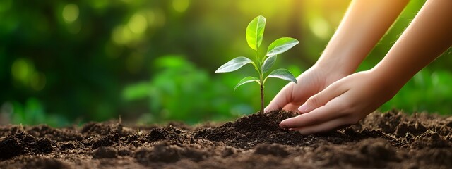 Close-up of hands planting a young tree in soil, sunlight beams on the plant and hand, blurred background with a garden bed full of green plants and trees on a sunny day