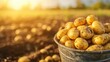 © tashechka - A bucket filled with freshly harvested potatoes is placed in a field, capturing the essence of diligent farm work during golden hour