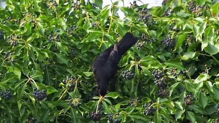 Poster - blackbird pecks berries slow motion