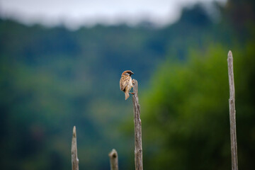 Sparrow on a garden wooden stick