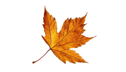 Wall Mural - a single, dry, orange maple leaf with a red stem isolated against a black background.