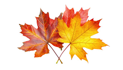 Wall Mural - a close-up image of two vibrant, autumn maple leaves against a black background.
