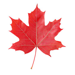 vibrant red maple leaf isolated on black background