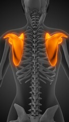 Medical concept of the human scapula pain