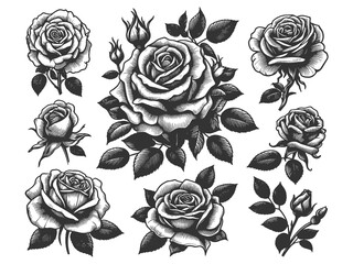 Wall Mural - Set of various roses and leaves, tattoo design, elegance and beauty of classic floral designs sketch engraving generative ai raster illustration. Scratch board imitation. Black and white image