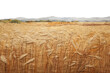 © Rawpixel.com - PNG  Wheat field landscape outdoors nature.