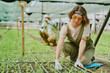 © AnnaStills - Woman in greenhouse tending to young plants while wearing gloves, with focus on meticulous care and attention. Sunlight filters through the protective netting