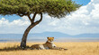 © GoldPumaze - A cheetah resting under a tree in the African heat.