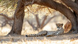 © GoldPumaze - A cheetah resting under a tree in the African heat.