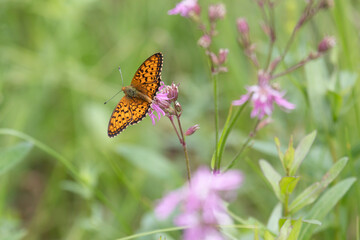 Wall Mural - butterfly sits on a flower in the sunny summer day