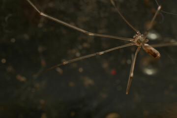 a spider with thin and long brown legs