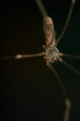 a spider with thin and long brown legs
