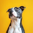 © สมชัย ้พาลแก้ว - dog American Staffordshire Terrier tilted his head to one side on a yellow background. High quality photo
