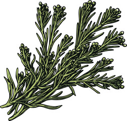 Sticker - Illustration of Fresh Green Herb Sprigs